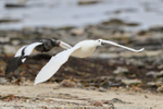 Kelp Goose portfolio