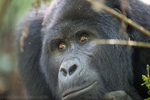 Bwindi (Nkuringo)