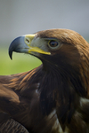 GOLDEN EAGLE