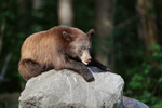 Black Bear on rock, Minnesota, USA
