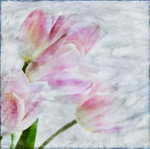 Pink Tulips
