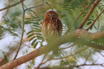 Ferruginous Pygmy-Owl in tree, Pantanal, Brazil
