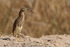 Indian Pond Heron on sand bank, Bandhavgarh, India