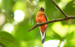Danum valley