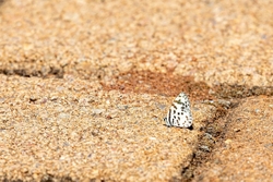 Butterfly White Pie