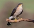 Sparrowhawk