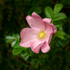 A Single Rose