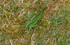 Great Green Bush Cricket