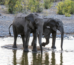 Elephants