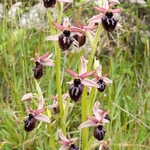 Siponto Ophrys (Ophrys sipontensis) an orchid endemci to the Gargano penisula,