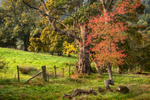Sunny Trees