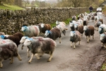 Cumbrian sheep 1