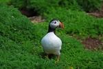 Puffin