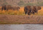 Chobe National Park Botswana
