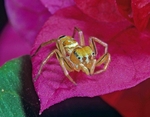 Jumping Spider - Papua New Guinea