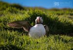 Puffin on Skomer Island