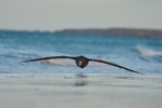 Souther Giant Petrel