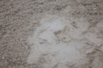 SBM_006561