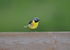 Grey Wagtail