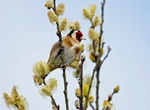 Goldfinch