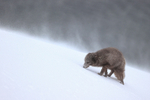 Arctic Fox snow spin drifts behind, Hornstrandir, Iceland