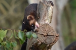 Polecat