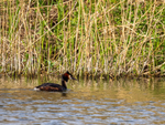 Great Crested Grebe