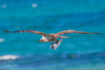 Osprey with Greenback 6