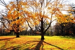 Tree Shadow at Woodland