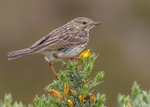 Meadow Pipit 2