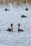 Great Crested Grebe Courtship Ritual 1