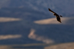 Northern Harrier hunting, late afternoon, Bosque del Apache