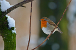 Robin