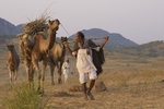 Arriving at the Pushkar Camel Fair