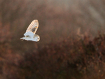Barn Owl in flight at Holme Marshes, Norfolk