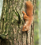 Red Squirrel 12 (disambiguation).