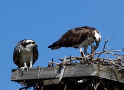 Osprey_0018