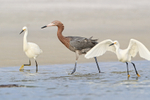 Reddish Egret among Snowy Egrets, Fort De Soto Park, Florida