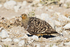Namaqua Sandgrouse  (m)