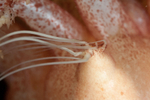 Thyonidium drummondii discharging 'sperm' (spawning) close-up