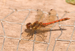 Ruddy Darter