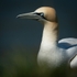 A Distinguished Profile
