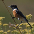 African Stonechat (male) perched on a branch