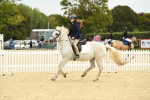 J16 - Junior Pony 75cm Championship portfolio