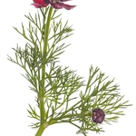 Pheasant;s Eye, (Adonis annua) MYN