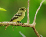 Least Flycatcher perched, Costa Rica
