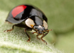 Harlequin Ladybird