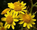 Oxford Ragwort
