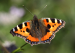 Small Tortoiseshell