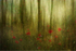 Woodland Abstract